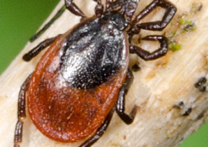 Did your tick bite give you Lyme disease?