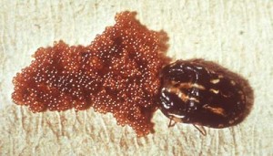 reduce ticks in your yard for next summer now