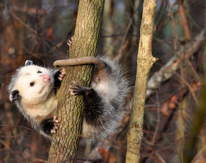 Opossums could be saving your life!