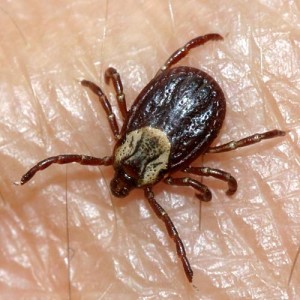 Babesiosis in Central Massachusetts dogs