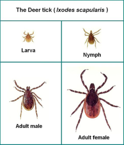 What do ticks look like?