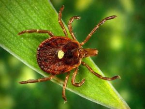 ticks do not have wings