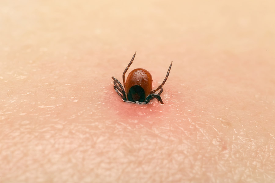 ticks carry bourbon virus