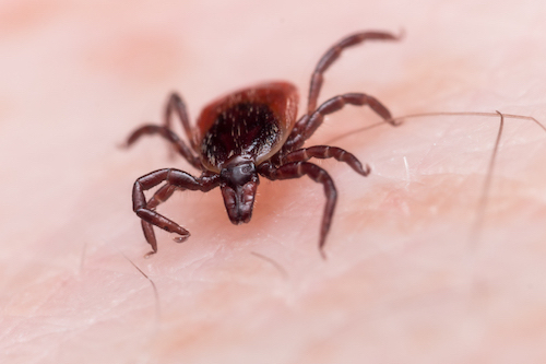 What do you do if you find a tick?