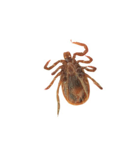 Lyme disease as biological warfare