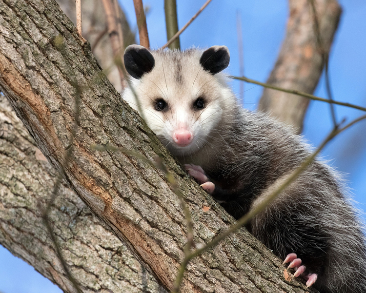 opossums are important for tick control and Lyme prevention in Central Mass