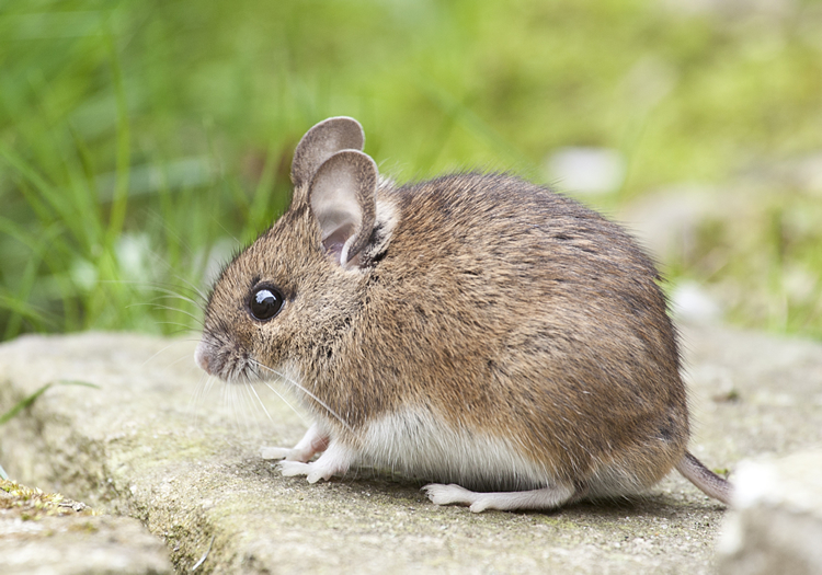 white footed mouse