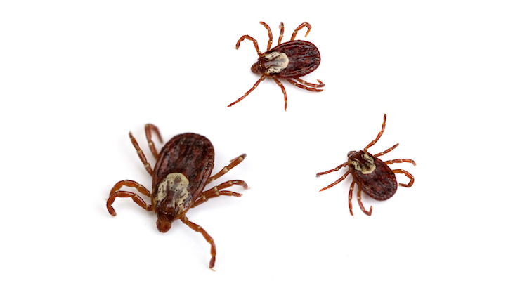 What happens if you get bitten by tick?