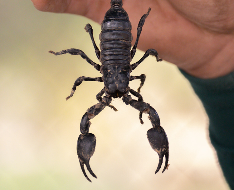 a tick is an arachnid like a scorpion