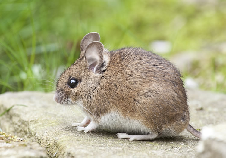 mice carry lyme bacteria
