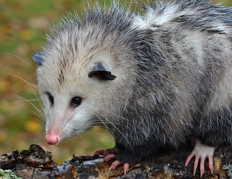 opossum fight lyme disease