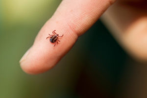 wood ticks are not known to carry lyme disease