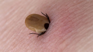 What if you find a tick on you?