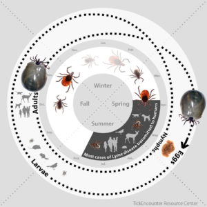 tick life cycle Lyme transmission Tick Encounter