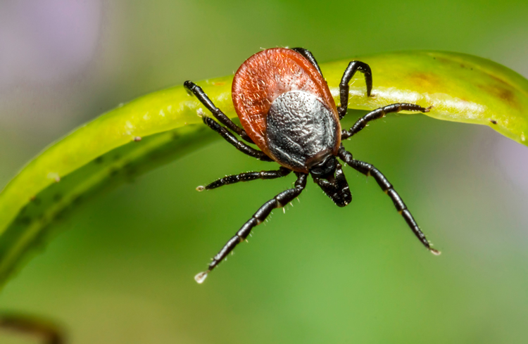 managing Lyme disease includes prevention, diagnosis, and treatment