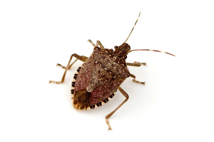 This is a stink bug!