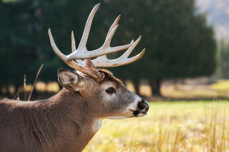 What does deer hunting tell us about ticks?