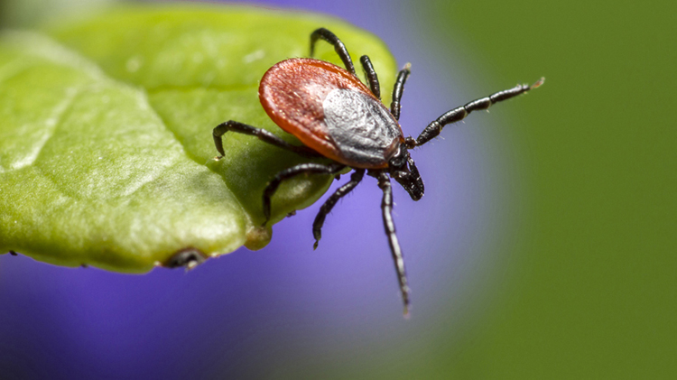Could a painful tick bite prevent Lyme disease?
