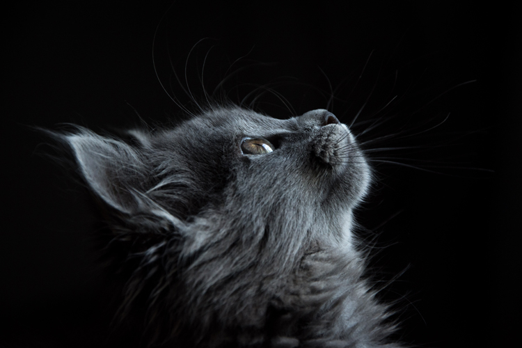 Can cats catch vector-borne illnesses?