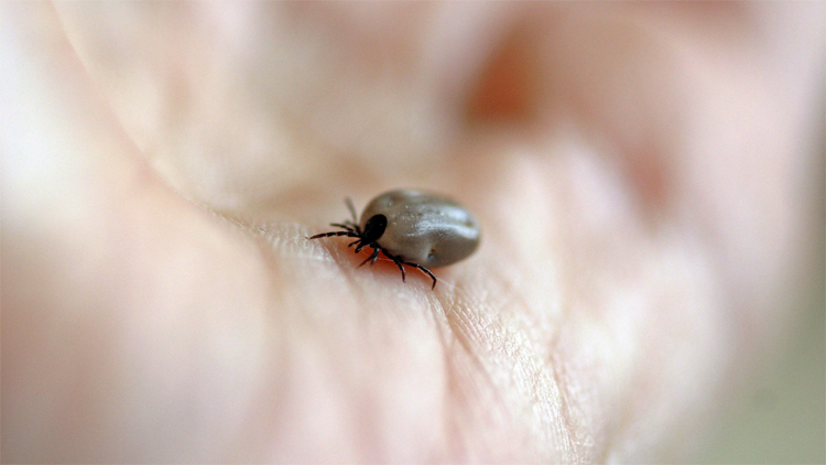 Will 2022 be the worst year for ticks?