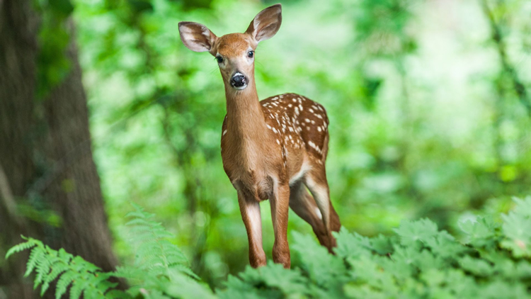 deer will bring ticks back after burning underbrush