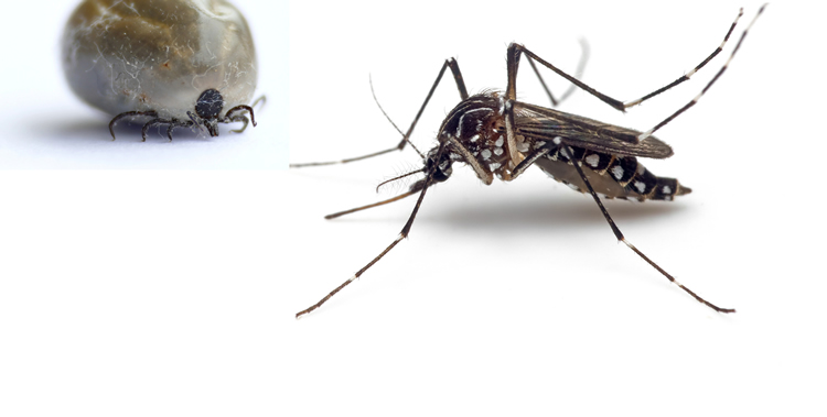 ticks vs. mosquitoes