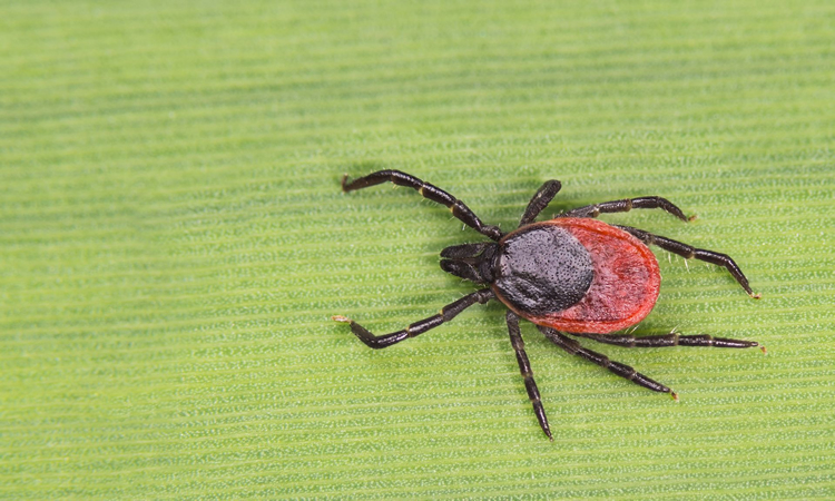 Deer ticks are all around you!