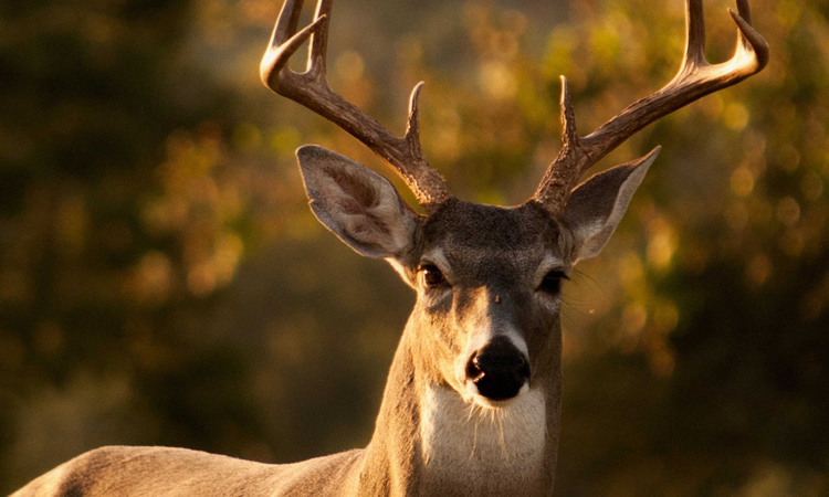 Is deer overpopulation responsible for more deer ticks?