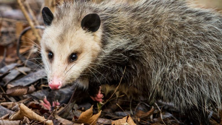 Do opossums really eat lots of ticks? Central MA Tick Control