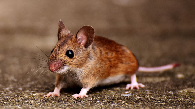 White footed mouse is responsible for increases in Lyme disease.