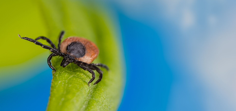 Lyme disease might never go away
