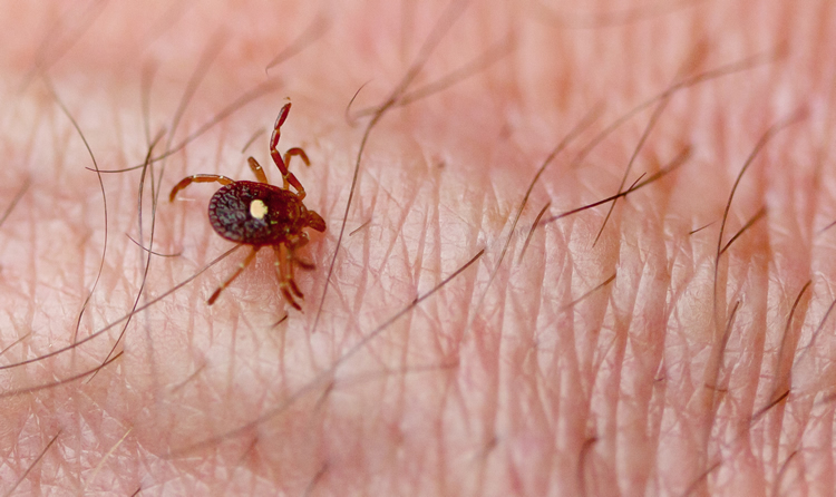 What attracts ticks to humans?
