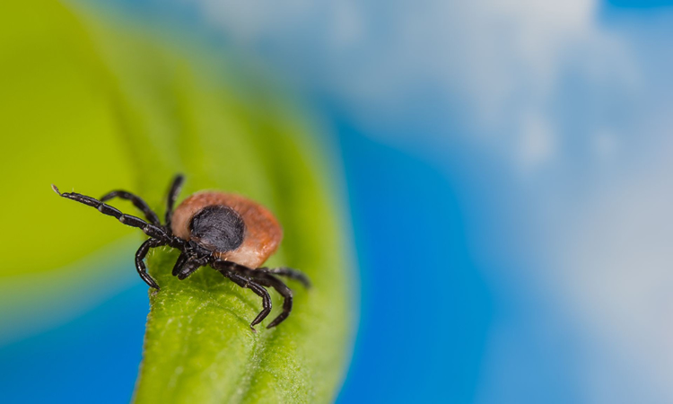 Where are ticks most likely to live?
