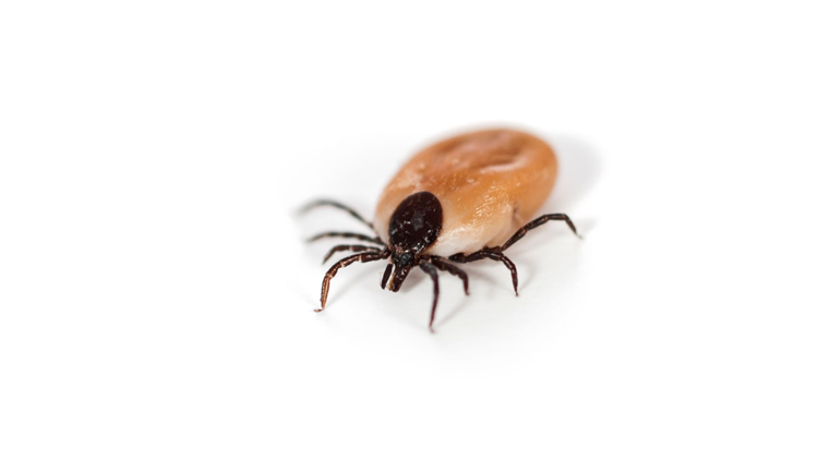 How long can a tick survive without a host?