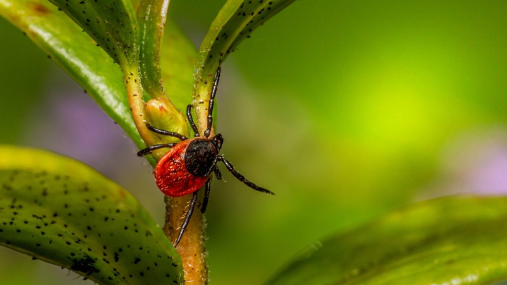 Is there more than one way to contract Lyme disease?