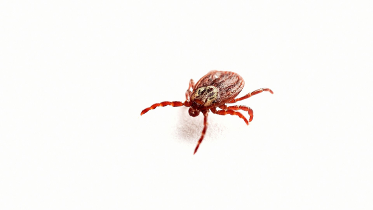 What types of ticks live in Massachusetts?