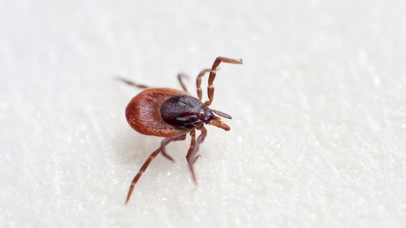 a tick in the winter can be dangerous